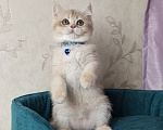 Кошки в Москве: Британский котенок Мальчик, 39 000 руб. - фото 5