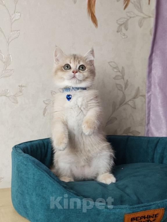 Кошки в Москве: Британский котенок Мальчик, 39 000 руб. - фото 5