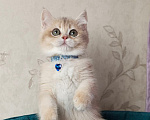 Кошки в Москве: Британский котенок Мальчик, 39 000 руб. - фото 5