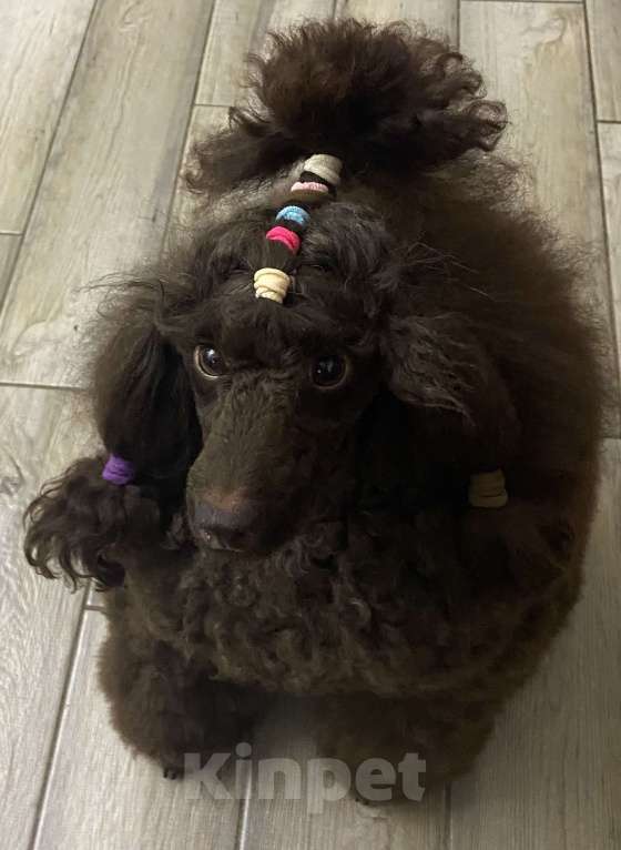 Собаки в Москве: Щенки пуделя Мальчик, Бесплатно - фото 6