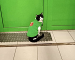 Кошки в Ростове-на-Дону: Котику со сложной судьбой нужен дом  Мальчик, Бесплатно - фото 2