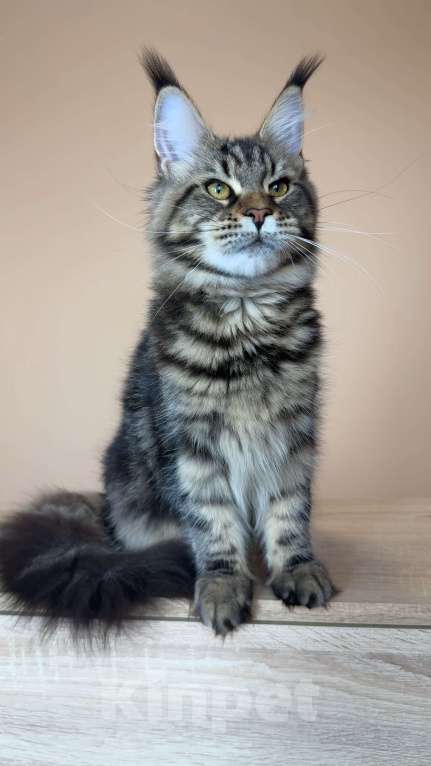 Кошки в Москве: Кошка МСО n22 Девочка, 70 000 руб. - фото 8