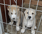 Собаки в Краснодаре: Щенки чистокровных алабаев.  Девочка, 30 000 руб. - фото 1