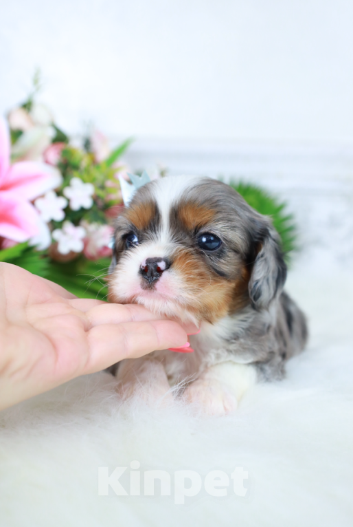 Собаки в Москве: ❤️Доступен для бронирования малыш кавалер кинг чарльз спаниеля — уникальный мраморный окрас!❤️ Мальчик, Бесплатно - фото 4
