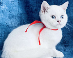 Кошки в Пушкино: Британская девочка шиншилла пойнт!  Девочка, 15 000 руб. - фото 2