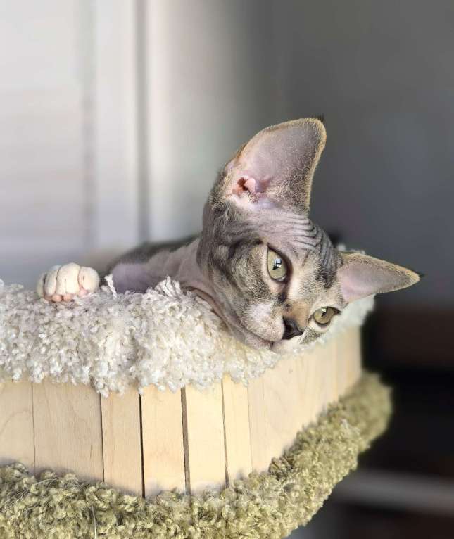 Кошки в Москве: Красавчик мурчалкин умнейший мальчик Мальчик, 50 000 руб. - фото 3