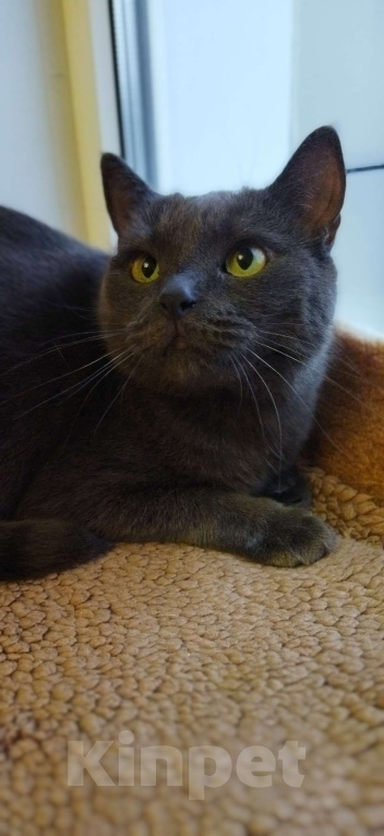 Кошки в Тамбове: Микки Мальчик, Бесплатно - фото 1