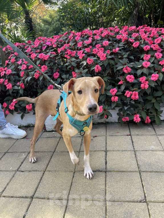 Собаки в Люберцах: Солнечный парень Вилли в поисках родителей Мальчик, Бесплатно - фото 1