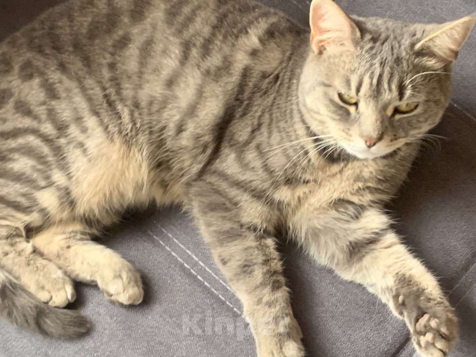 Кошки в Раменском: Пропала кошка обычна поло британка  Девочка, Бесплатно - фото 5