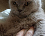 Кошки в Краснодаре: Пропала кошка Девочка, 1 руб. - фото 1