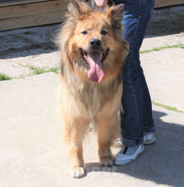 Собаки в Москве: Мишка в поисках дома и своей семьи  Мальчик, Бесплатно - фото 4
