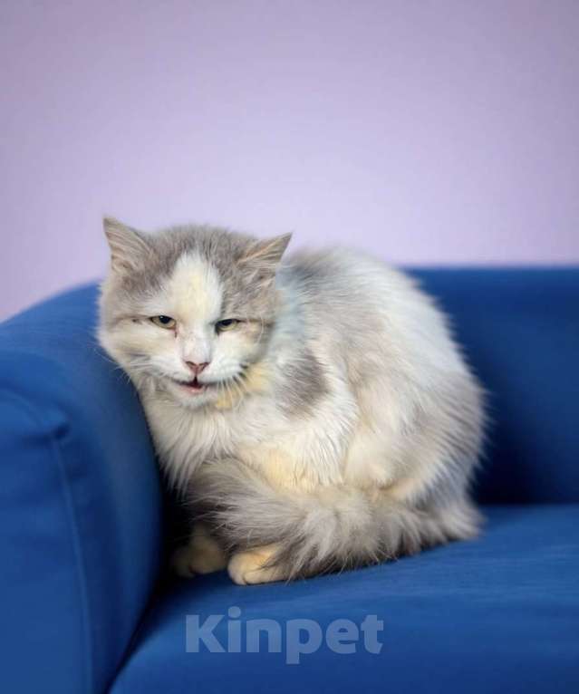 Кошки в Санкт-Петербурге: Котик на доживание Мальчик, Бесплатно - фото 2