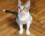 Кошки в Москве: Котенок Мия ищет дом Девочка, Бесплатно - фото 5