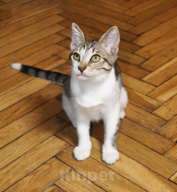 Кошки в Москве: Котенок Мия ищет дом Девочка, Бесплатно - фото 5