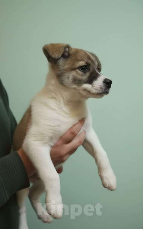 Собаки в Астрахани: Щенок бесплатно Астрахань Девочка, Бесплатно - фото 2