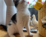Кошки в Санкт-Петербурге: Милейшая домашняя девочка, котенок Карамелька в добрые руки Девочка, 10 руб. - фото 3