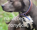 Собаки в других городах Краснодарского края: Американский стаффордширский терьер щенок  Мальчик, 10 000 руб. - фото 2