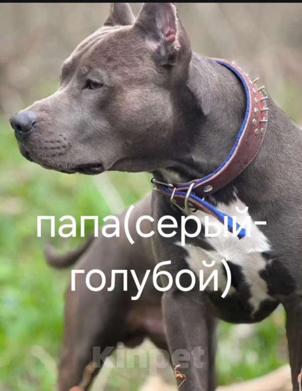 Собаки в других городах Краснодарского края: Американский стаффордширский терьер щенок  Мальчик, 10 000 руб. - фото 2