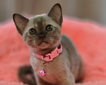 Кошки в Кемерово: Котята Европейской бурмы Разнополые, Бесплатно - фото 4