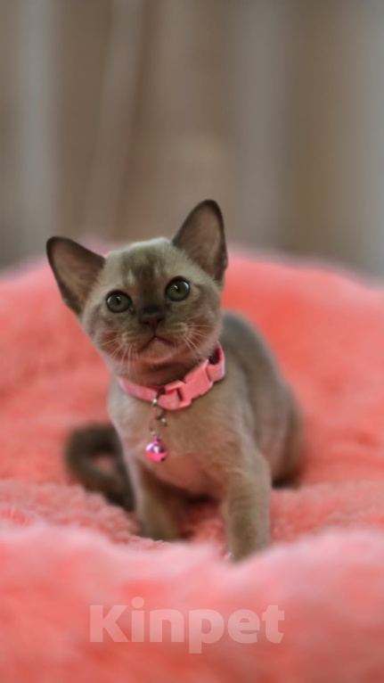 Кошки в Кемерово: Котята Европейской бурмы Разнополые, Бесплатно - фото 4