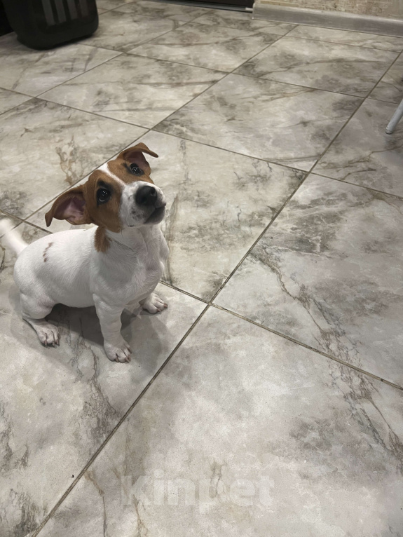 Собаки в Краснодаре: Джек Рассел Терьер девочка Девочка, Бесплатно - фото 2