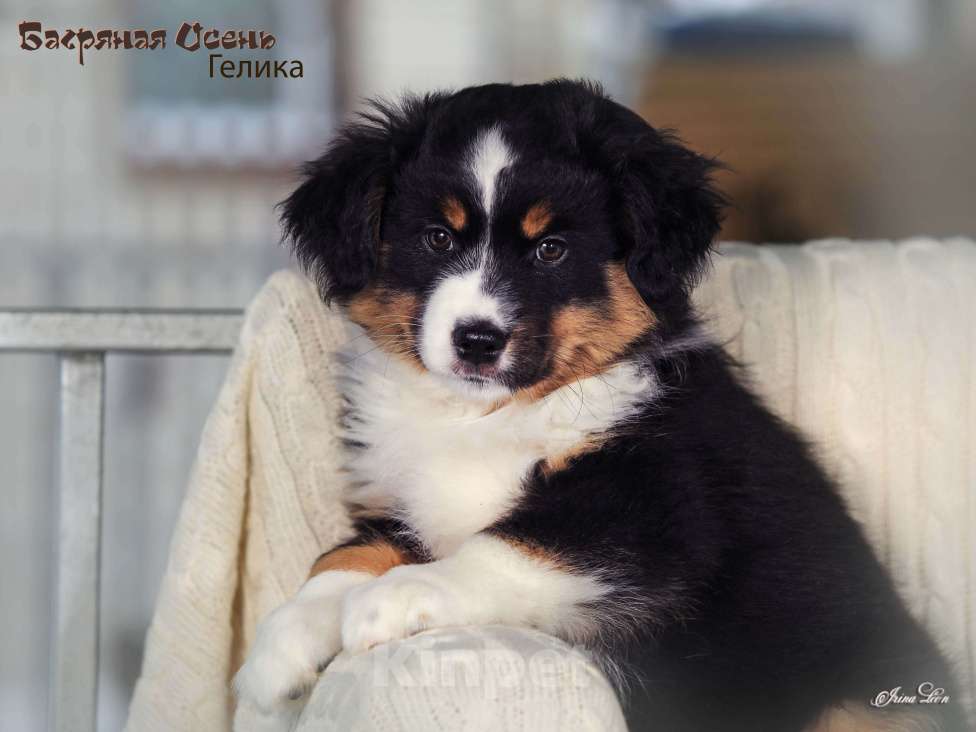 Собаки в других городах Московской области: Продается девочка миниаусси Девочка, 60 000 руб. - фото 5