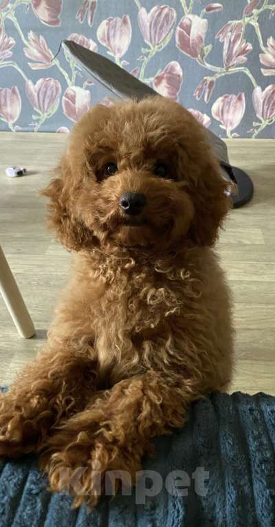 Собаки в Самаре: Той пудель  Мальчик, 40 000 руб. - фото 2