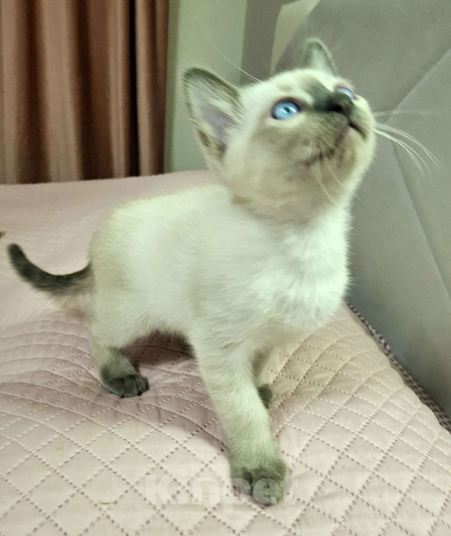 Кошки в Санкт-Петербурге: Тайский котенок Мальчик, 70 000 руб. - фото 1