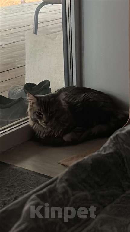 Кошки в других городах Свердловской области: Кот мейн-кун 7 месяцев Мальчик, 7 000 руб. - фото 3