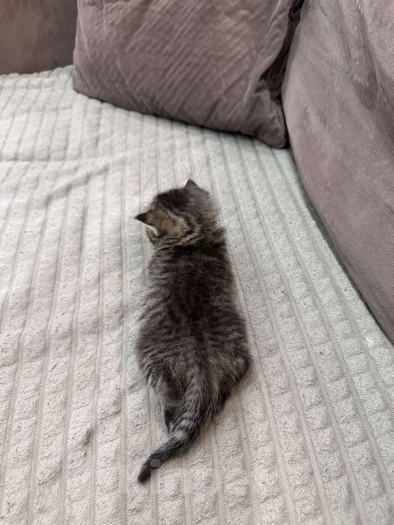 Кошки в Вологде: Шотландская кошечка табби прямоухая Девочка, 8 000 руб. - фото 4