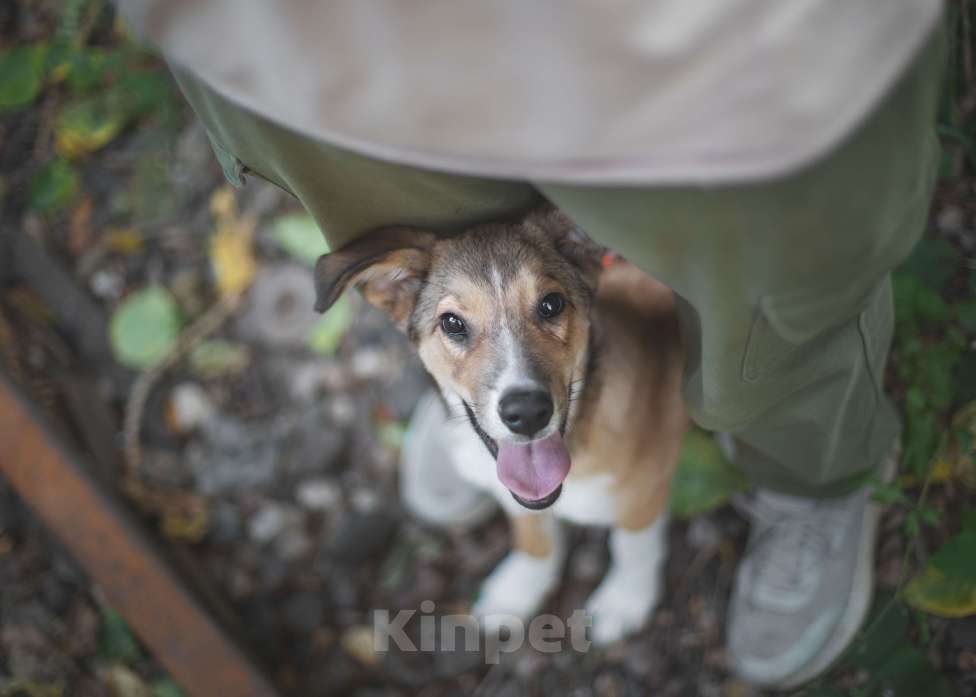 Собаки в Москве: Самый ласковый мальчик Мальчик, Бесплатно - фото 3