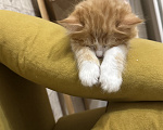 Кошки в Краснодаре: Рыжий котенок Мальчик, Бесплатно - фото 4