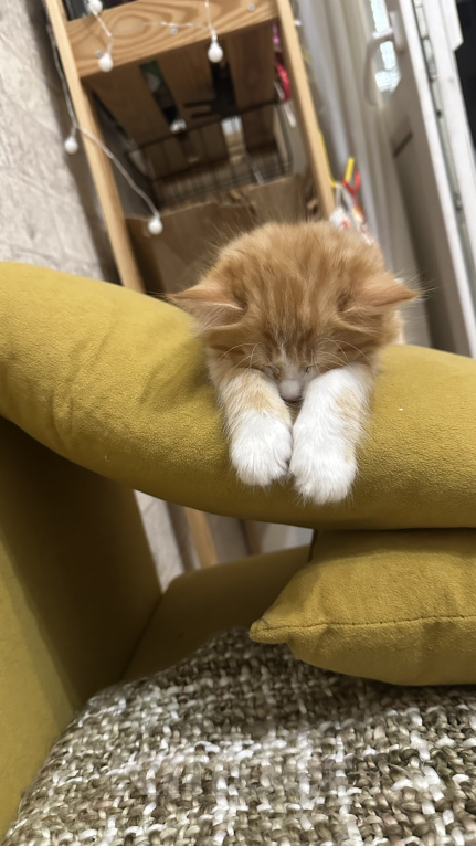 Кошки в Краснодаре: Рыжий котенок Мальчик, Бесплатно - фото 4