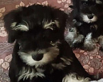 Собаки в Москве: Щенки цвергшнауцера Девочка, 45 000 руб. - фото 2