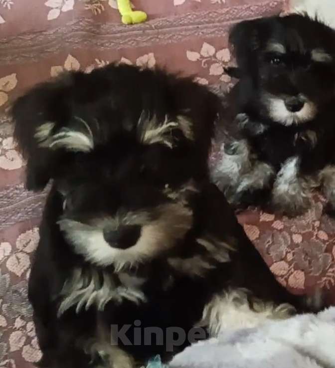 Собаки в Москве: Щенки цвергшнауцера Девочка, 45 000 руб. - фото 2