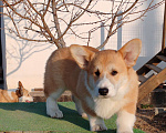 Собаки в Симферополе: Щенок корги Мальчик, 60 000 руб. - фото 6