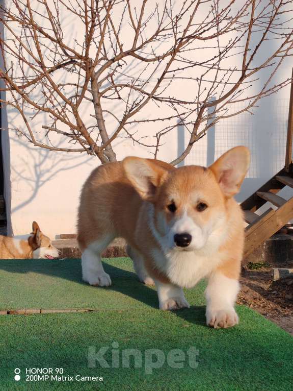 Собаки в Симферополе: Щенок корги Мальчик, 60 000 руб. - фото 6