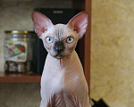 Кошки в Липецке: Продажа котят из питомника, 20 000 руб. - фото 4