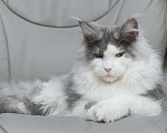 Кошки в Наро-Фоминске: Лучший мейн-кун на вязку, 10 000 руб. - фото 8