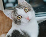 Кошки в Реутове: Особая кошечка Мышка ищет дом. Девочка, Бесплатно - фото 1