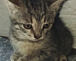 Кошки в Котельнике: Серый котенок в добрые руки Девочка, Бесплатно - фото 2