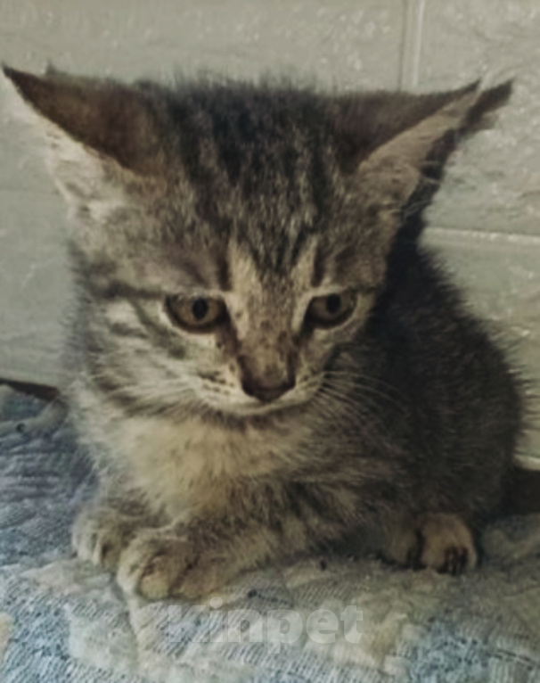 Кошки в Котельнике: Серый котенок в добрые руки Девочка, Бесплатно - фото 2