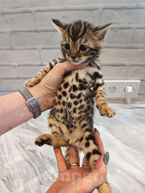 Кошки в Иркутске: Бантик Девочка, 35 000 руб. - фото 4