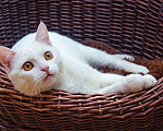 Кошки в Москве: Котик Беляш - белый малыш ищет дом, в дар Мальчик, Бесплатно - фото 6