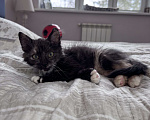 Кошки в Москве: Котенок в добрые руки Девочка, Бесплатно - фото 2