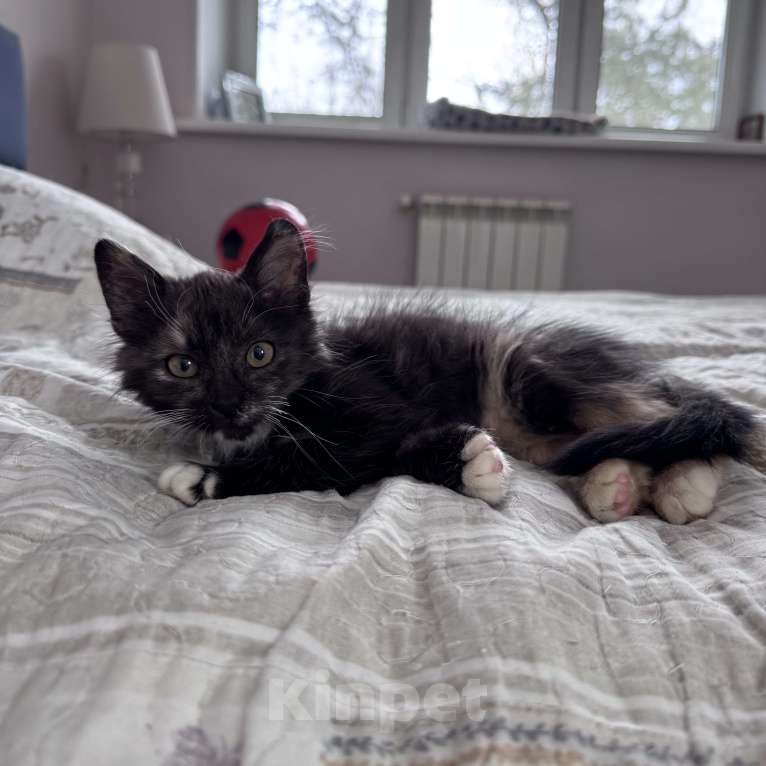 Кошки в Москве: Котенок в добрые руки Девочка, Бесплатно - фото 2