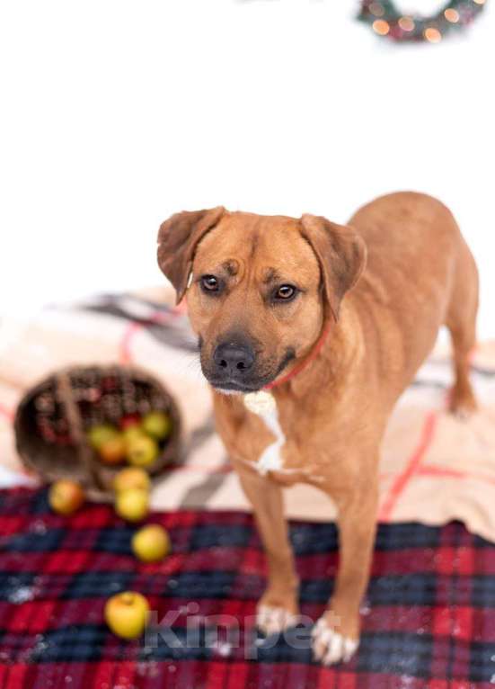 Собаки в Москве: Тайна вселенной (метис питбуля). В дар Девочка, Бесплатно - фото 3