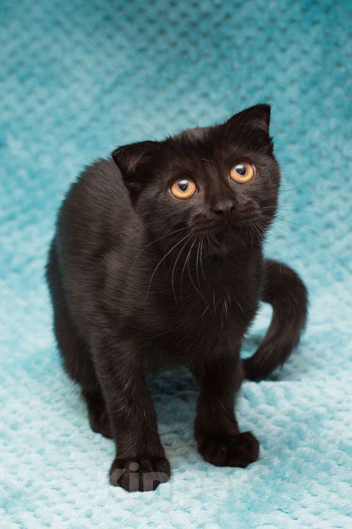 Кошки в Москве: Ласковый котенок в добрые руки Мальчик, Бесплатно - фото 3