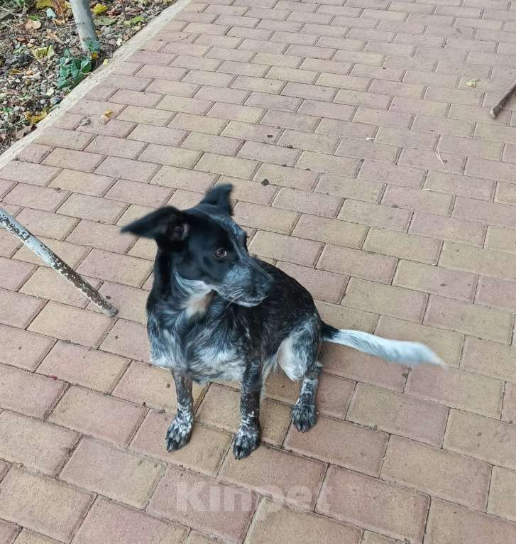 Собаки в Краснодаре: Отдам в добрые руки Девочка, Бесплатно - фото 4