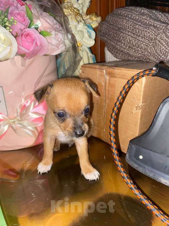 Собаки в Новокузнецке: Щенки в добрые руки  Мальчик, Бесплатно - фото 2